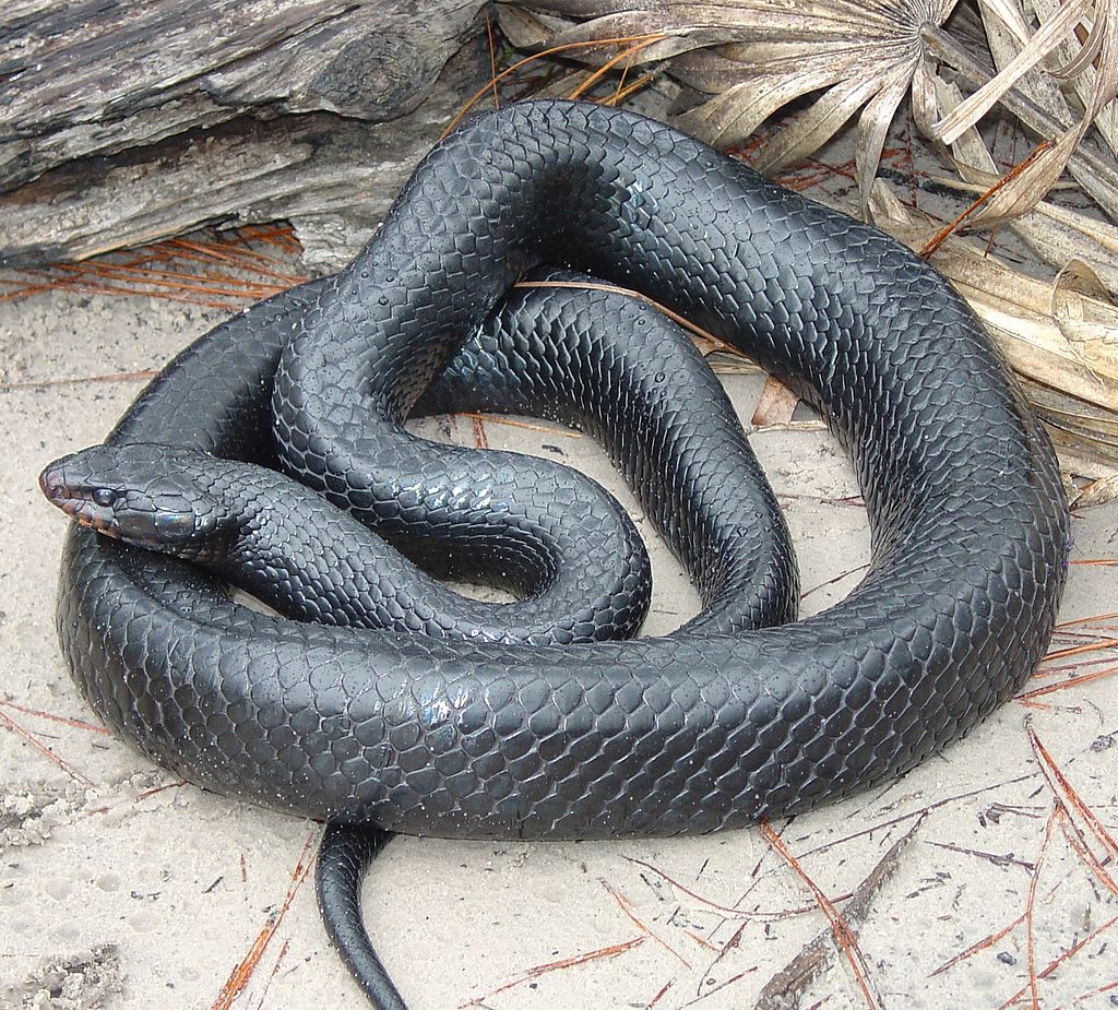 Snake Issues Need Snake Removal In Lakeland Florida Call 863 602