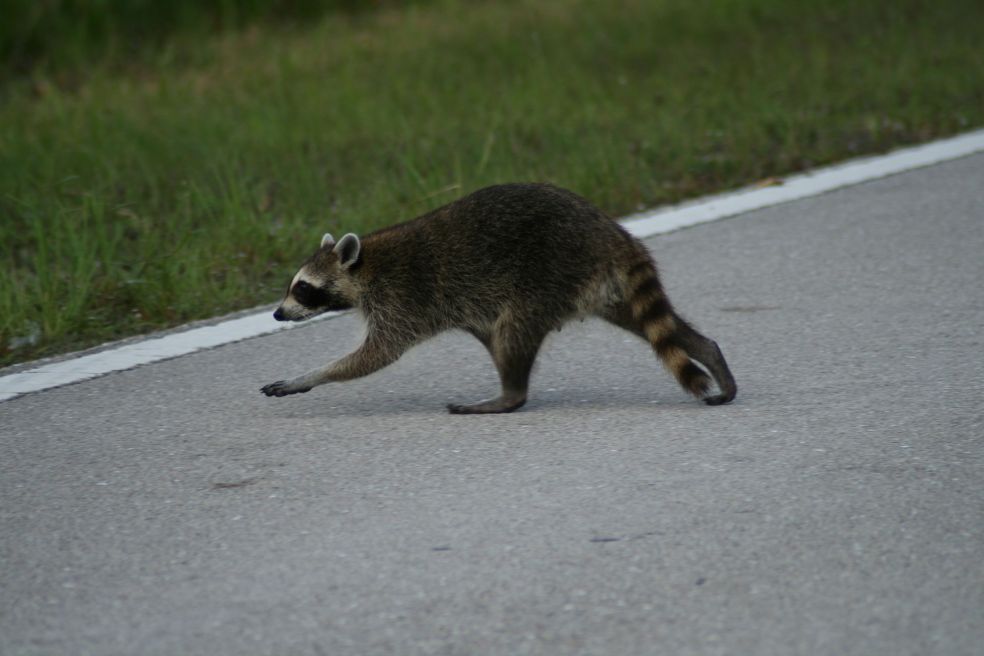 Charleston WV Wildlife Removal