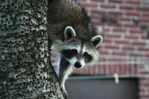 Raccoon in a tree heading from attic